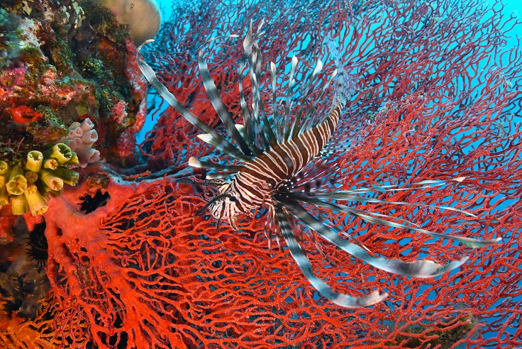 Lionfish